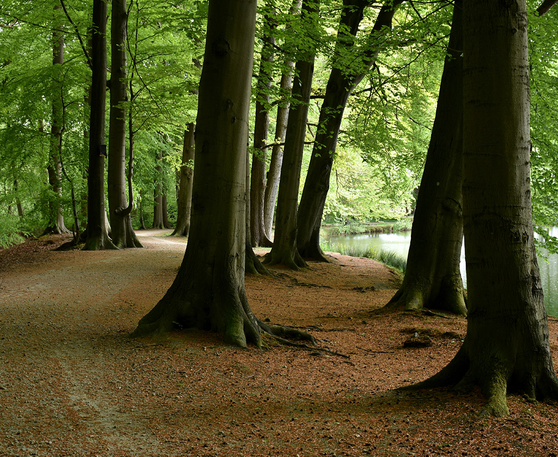 Forêt en Normandie
